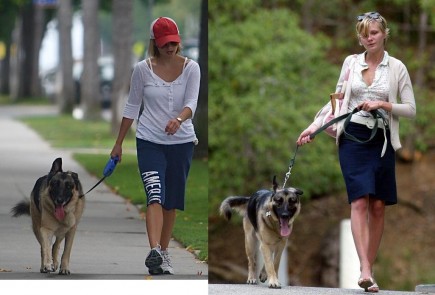 kdrwdog-435x295.jpg
