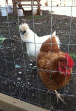 The Soldiers: Ziggy Sawdust (Americauna) and Lil' Kim (Asian Silky)